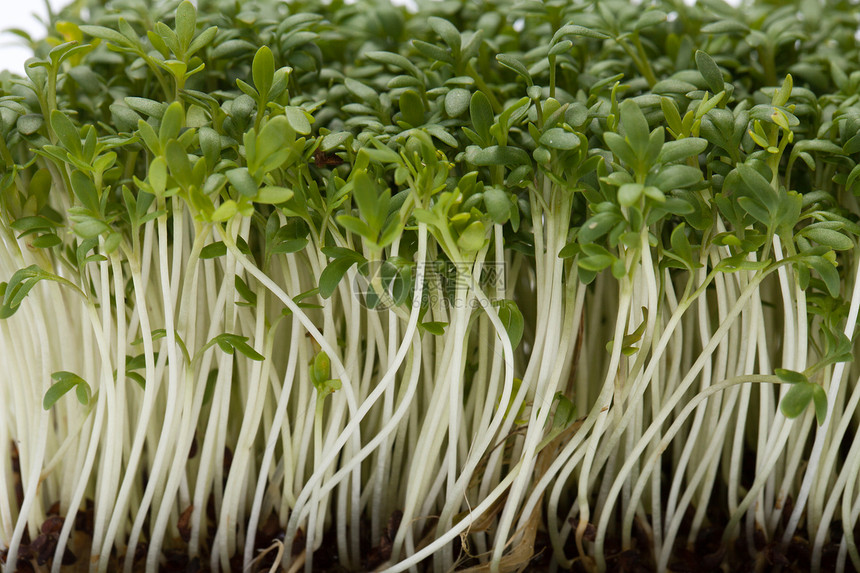 白后腹骨上孤立的稻苗植物蔬菜草本植物灌木味道温室花园食欲香气森林图片