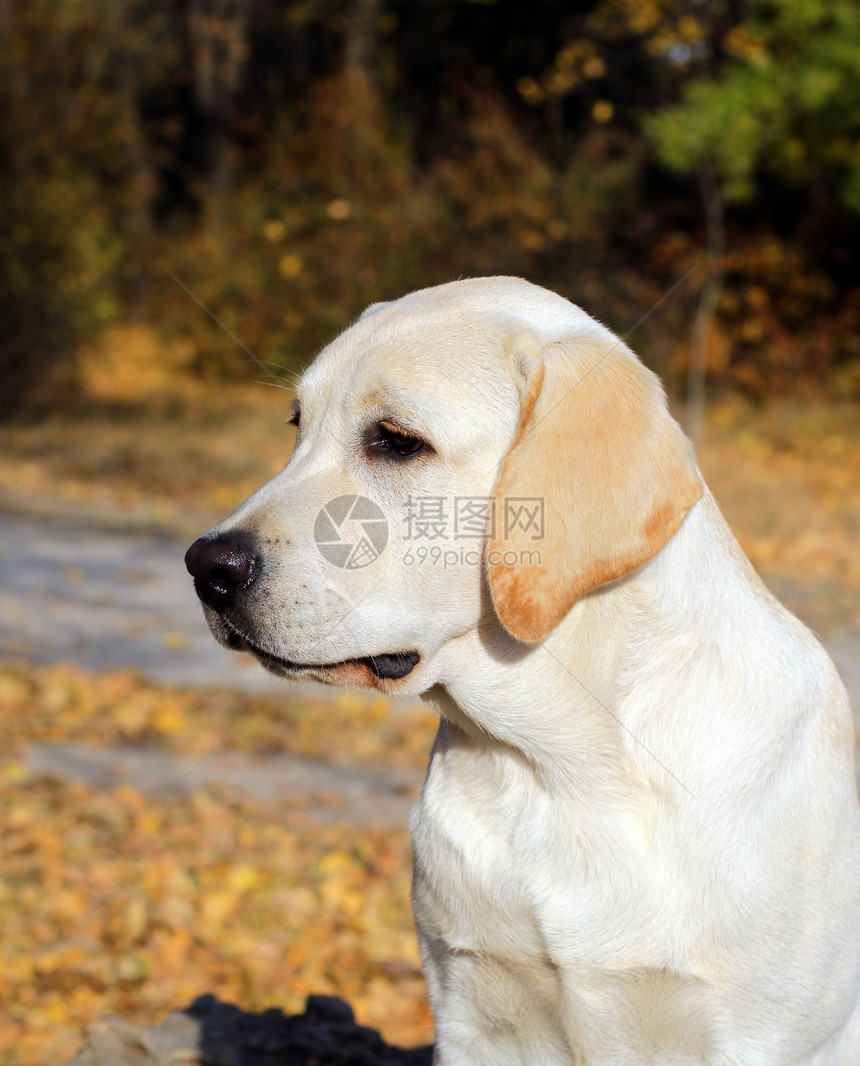 秋天公园的黄拉布拉多小狗图片
