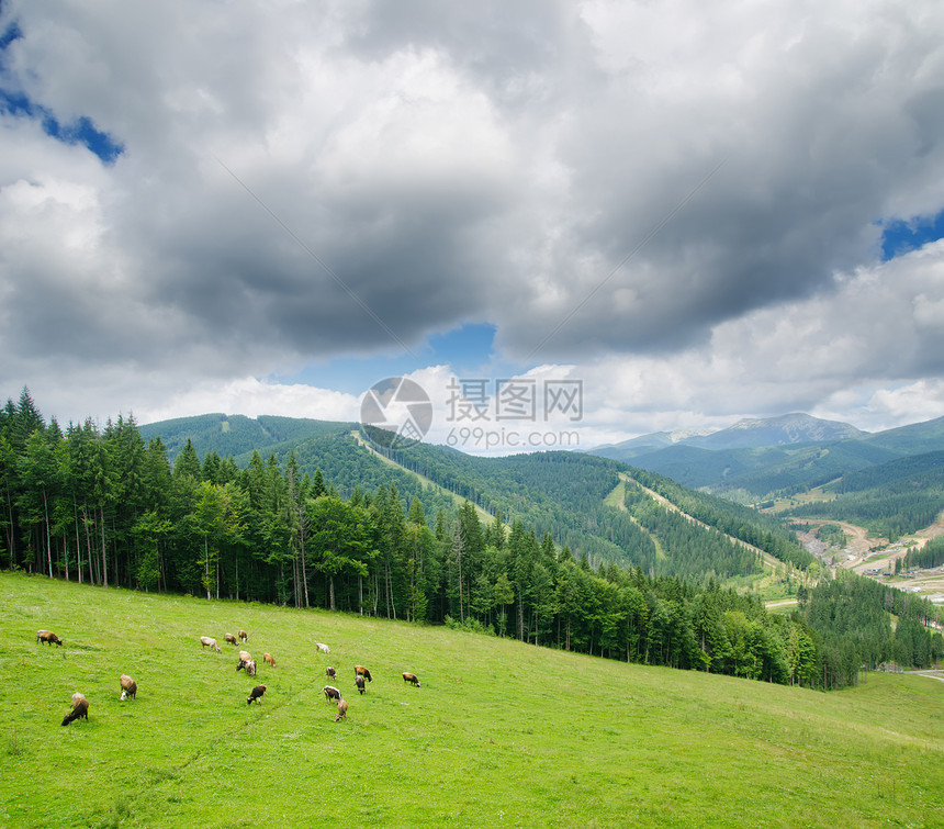 在喀尔巴阡山有奶牛的美丽绿色山区景观图片