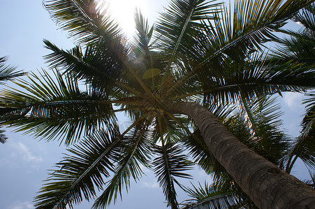 棕榈树海滩情调异国蓝天背景图片
