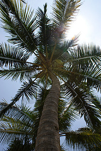 椰枣树蓝天海滩背景图片