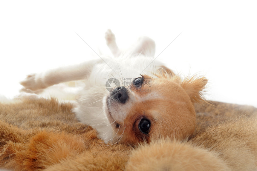 小狗吉娃娃动物棕色犬类工作室伴侣宠物白色毛皮图片