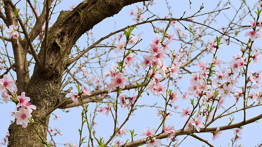 粉红桃花花粉色树干花瓣天空叶子植物群生长背景图片