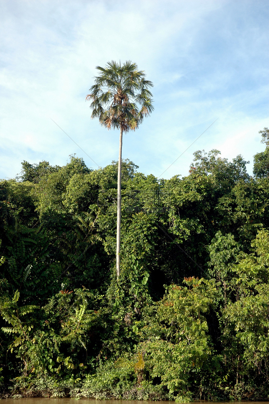 热带热带森林雨林射线叶子植被木头生长生态光束环境丛林图片