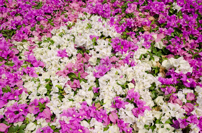 鲜花的华尔街旅行花朵绿色公园树叶气候灌木植物群衬套太阳图片