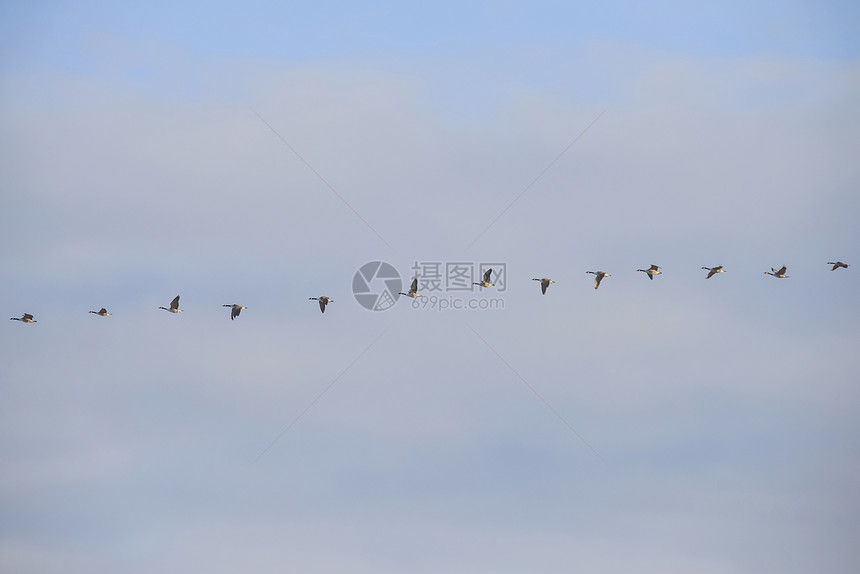 高空飞翔荒野迁移天空动物飞行翅膀羽毛鸟类淡水鸭子图片