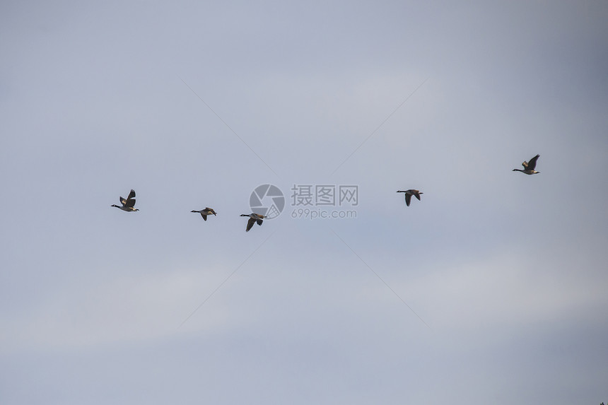 高空飞翔航班鸟类羽毛野生动物动物黑雁飞行天空飞鸟翅膀图片