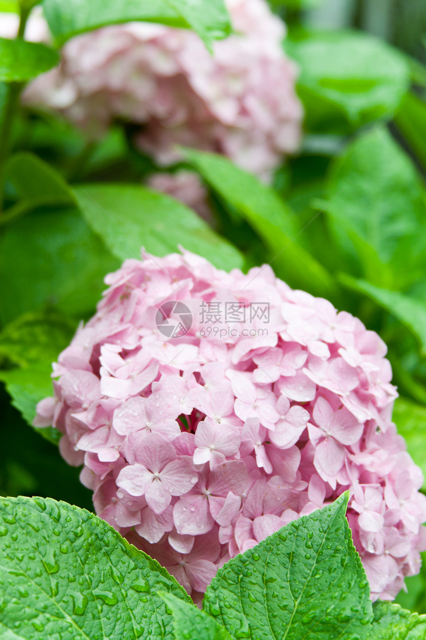 粉色时数宏观花园绿色大叶灌木绣球花植物美丽花瓣植物群图片