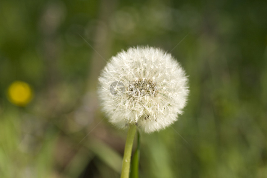 达当量种子家庭植物学草本植物杂草叶子孢子生长脆弱性植物图片