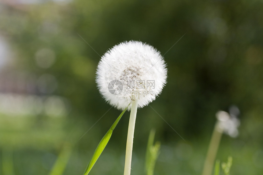 达当量种子生长植物脆弱性植物学杂草孢子叶子家庭草本植物图片