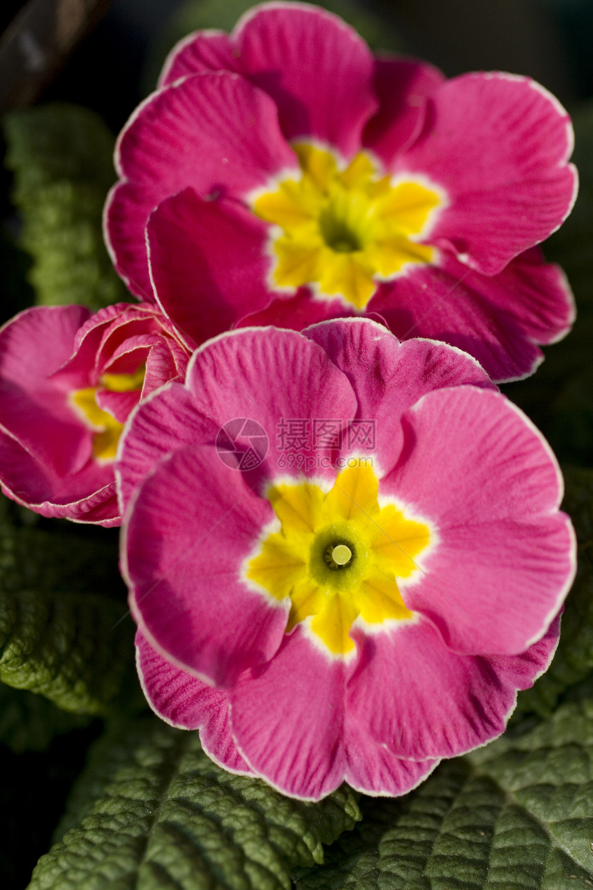 纯质花店植物植物群雌蕊树叶粉色紫红色花束玫瑰花瓣图片