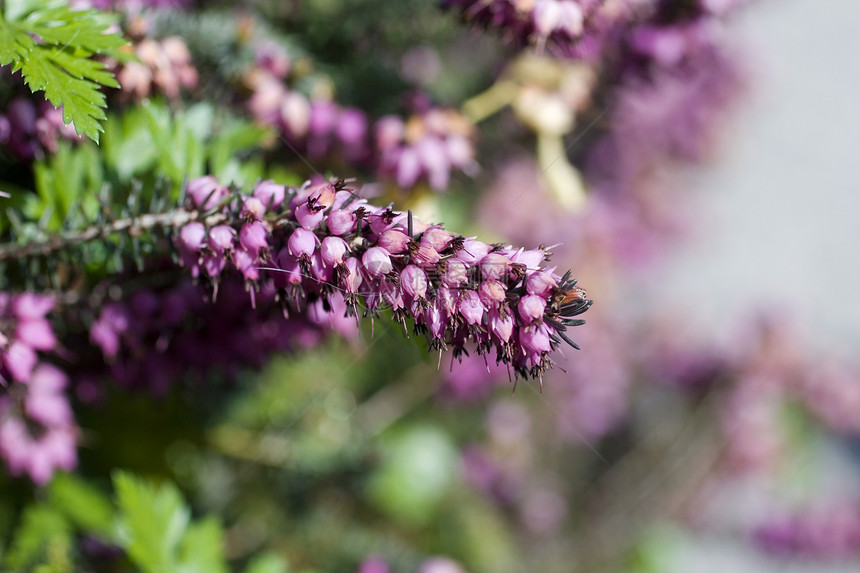 埃丽卡开花的卡内亚花园粉色灌木紫色植被植物活力植物学蜂蜜场地图片
