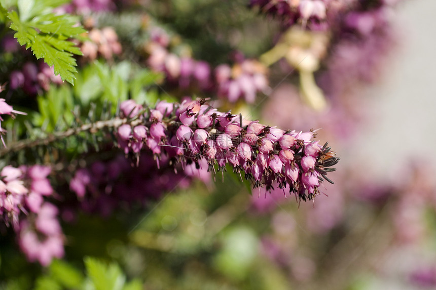 埃丽卡开花的卡内亚蜂蜜场地季节花园粉色植物学宏观叶子紫色灌木图片