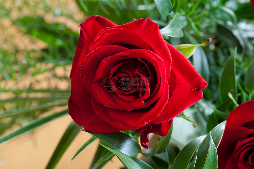 红玫瑰花束婚礼园艺情人植物宏观玫瑰花瓣生日花园图片
