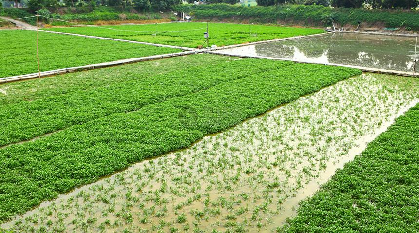 字段农民草原蔬菜收成天空食物破坏场地农村草药图片