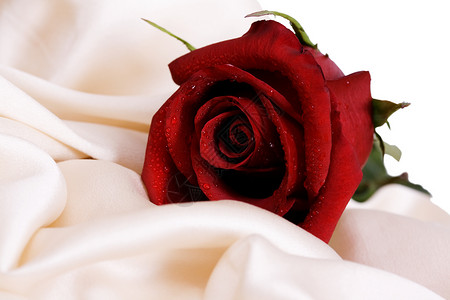 红玫瑰和白丝绸灵敏度礼物舞会财富女性化婚礼音调邀请函订婚花瓣背景图片