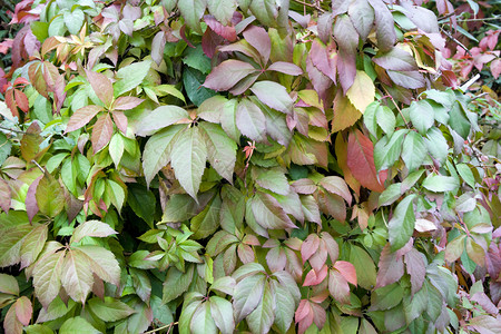 秋季颜色植物群红色橙子植物绿色树叶季节背景图片
