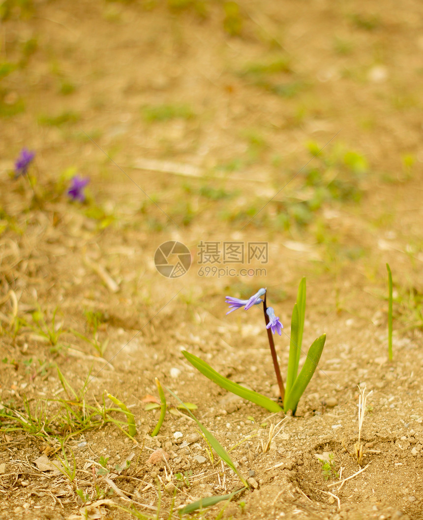 林中初春蓝花树叶木头花朵植物群紫色白头翁仙草肝病雌蕊荒野图片