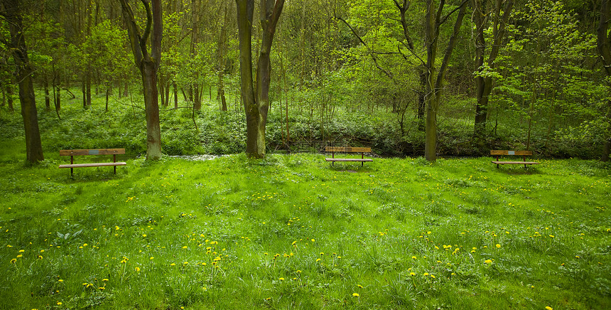 站在树林中花地草坪上的木板凳子图片