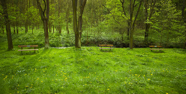 站在树林中花地草坪上的木板凳子背景图片