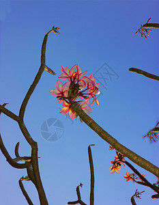 剪纸风云彩边框带有天空和云彩背景的红花鲜花花束花盆鸡蛋花壁纸图案花朵边框植物粉色背景