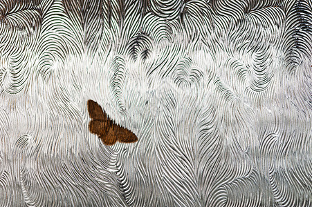 玻璃上的蝴蝶背景图片