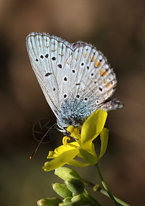 花上蝴蝶宏观黄色昆虫生活蓝色动物群翅膀动物高清图片