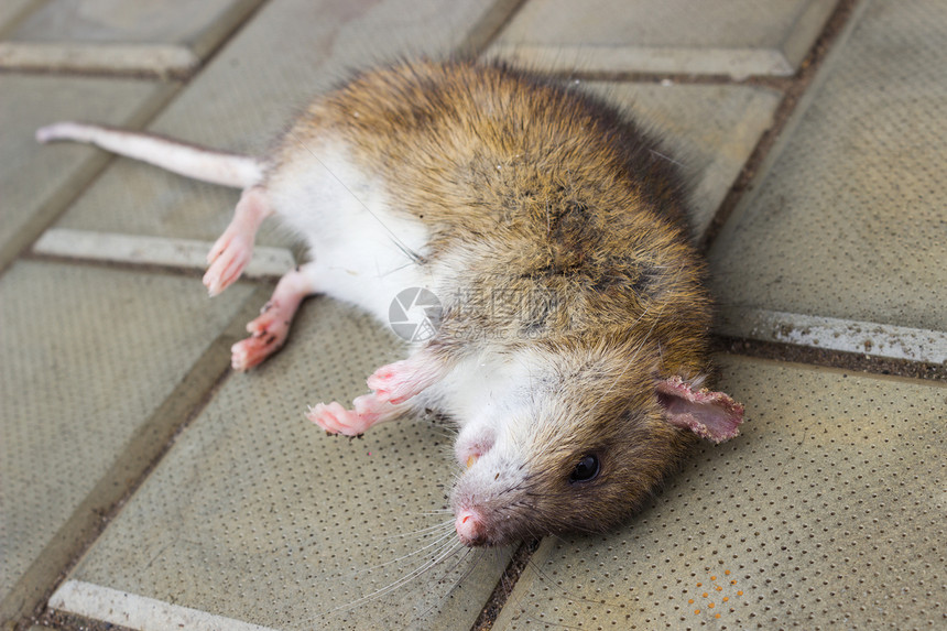 一个有毒的老鼠图片