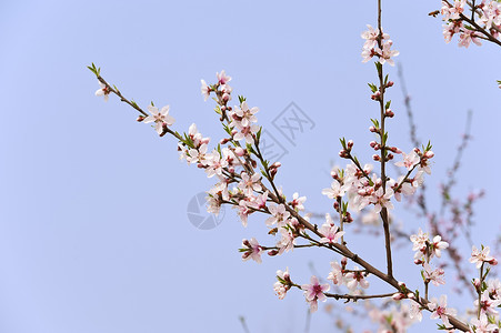 粉红桃花花粉色植物群叶子天空生长树干花瓣背景图片