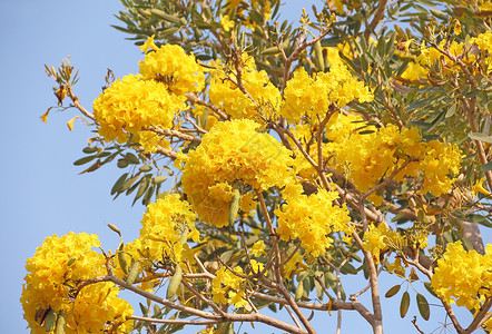 黄花Tabebuia树开花蓝色晴天烟草公园喇叭黄色植物天空花园背景图片