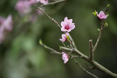 粉红桃花花粉色树干花瓣植物群叶子生长背景图片