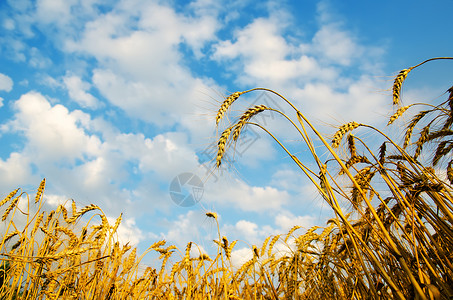 上面有蓝天的金麦耳朵 乌克兰南部谷物蓝色天空农场收成食物面包种子玉米地平线背景图片
