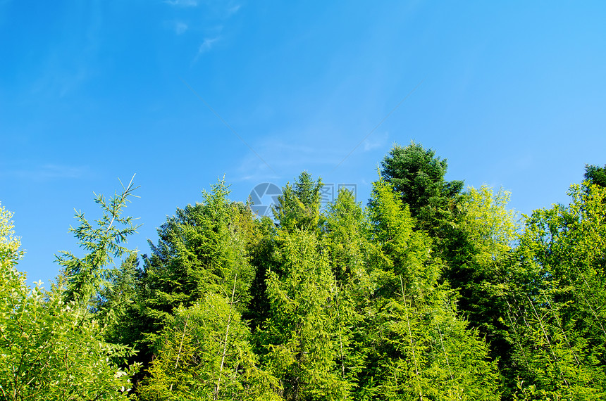 喀尔巴阡山深蓝天空下的松林顶峰生态国家天空叶子环境美丽日志晴天森林图片
