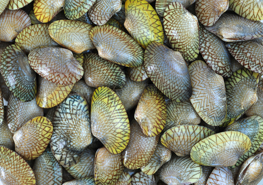 板状海鲜贝类市场饮食养鱼场食物活力蛤蜊图片