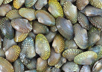 板状海鲜贝类市场饮食养鱼场食物活力蛤蜊背景图片