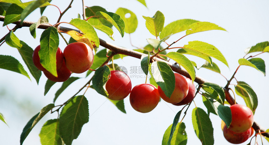 梅花树果叶子水果植物花园农场生长红色绿色李子果园图片
