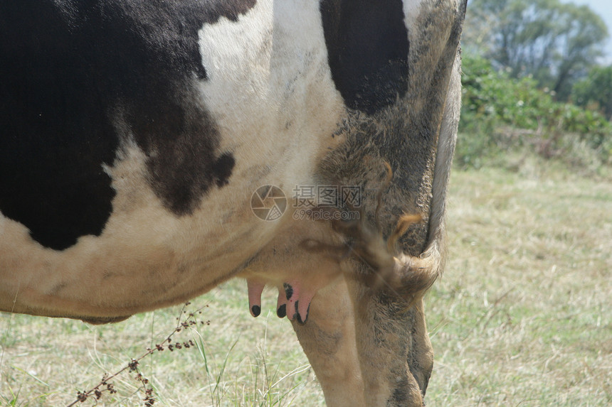 乳奶牛排出放牧风景耕地宠物文化牧场乳牛农场风光场地动物图片
