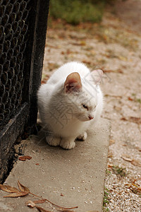一只白猫看起来很渴望动物高清图片素材