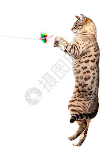 虎跳崖孟加拉猫爪在空中挑战性猫科动物条纹小猫玩具宠物橙子划痕爪子罢工背景
