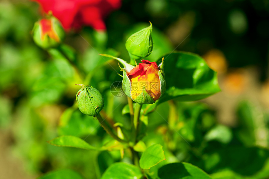 玫瑰美丽石头框架花瓣摄影绿色夫妻脆弱性订婚红色图片