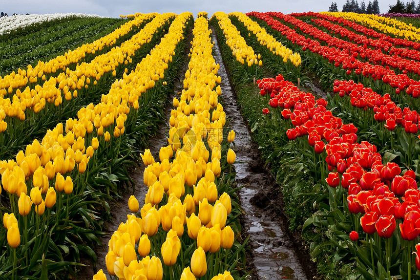 红色黄黄色郁金香山花流 滑雪谷华盛顿州花朵阳光照射绿色植物群郁金香植物风景花瓣场地农场图片