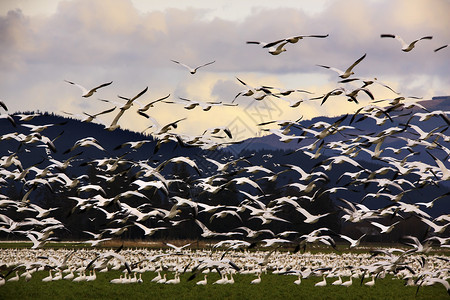 数千只雪雁飞向云层高清图片
