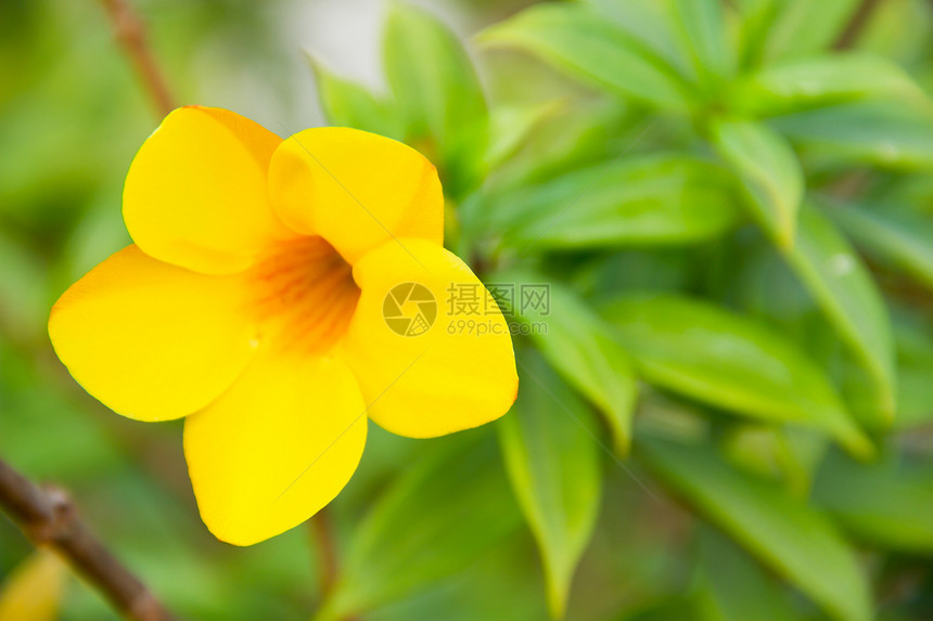 Allamanda或金角号 美丽的黄花孤立于奥灌木礼物植物植物群收成花瓣毛茛装潢植物学金喇叭图片