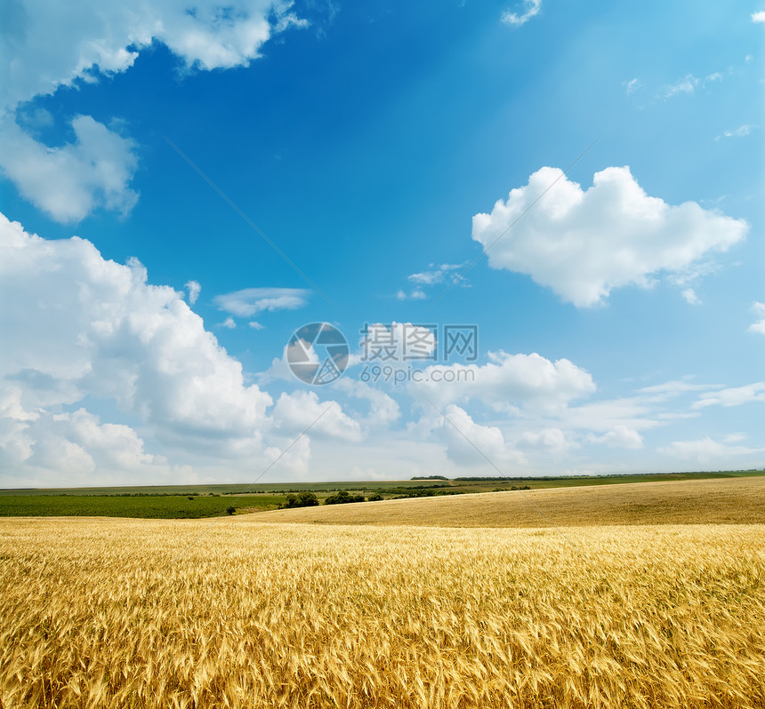 在阴云的天空下收获金色农村收成大麦场景蓝色阳光国家植物农田小麦图片