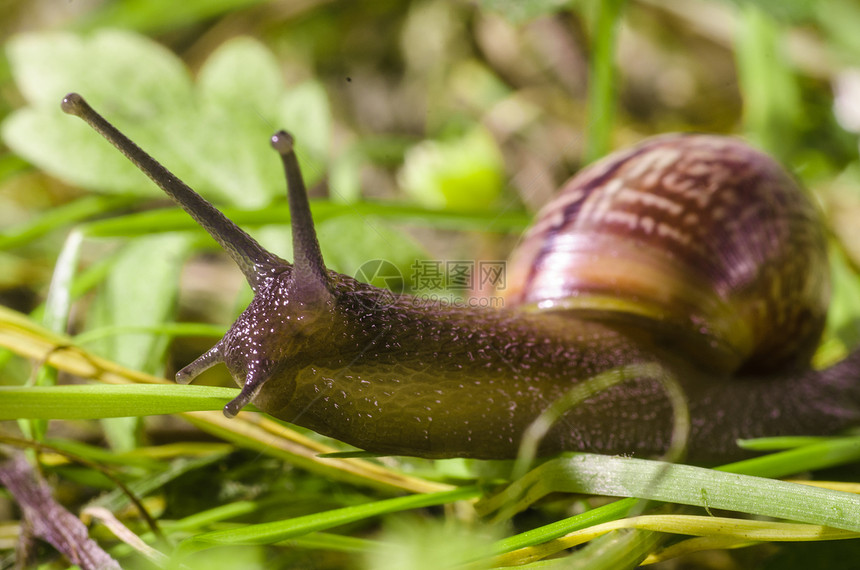绿草上的小蜗牛软体阳光速度宏观花园螺旋天气动物生活季节图片