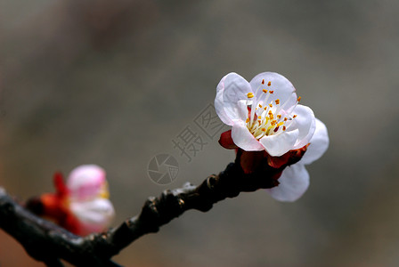 杏花花白花花瓣植物背景图片