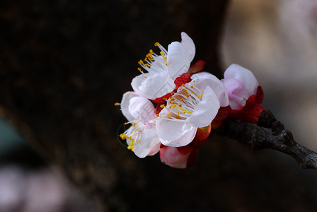 杏花花白花植物花瓣背景图片