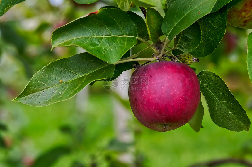 红苹果绿色食物种子采摘树叶水果红色季节馅饼圆形图片