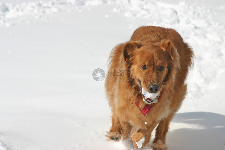 雪中狗狗白色跑步季节犬类乐趣图片