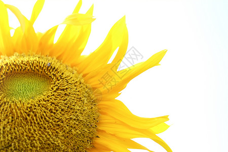 太阳花工作室白色植物雏菊向日葵花萼黄色季节太阳种子背景图片
